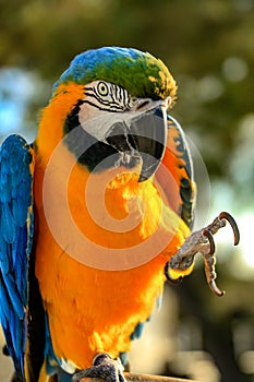 Multicolored parrot on perch