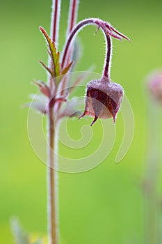 A very beautiful composition of pink color on a green background. The Geum river. Geum rival