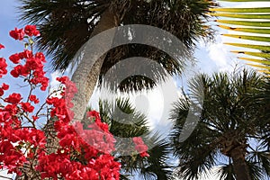 Palm Trees and Blue Sky with Pink Bougainvillea Blossoms