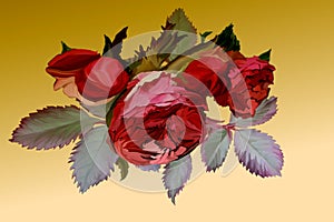 Very beautiful drawing of red poppies, grunge background, suitable for the background, abstraction