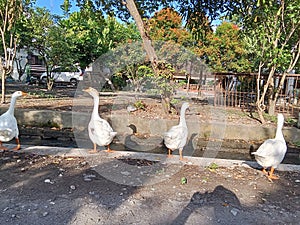 A very beautiful and elegant swans