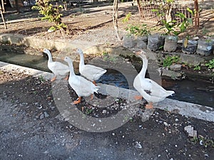 A very beautiful and elegant swans