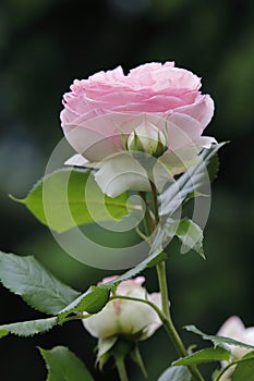 A very beautiful Englisch Rose with bud and blossoms photo