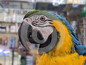 Very beautiful face of macow parrot