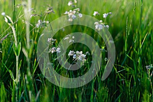 a very beautiful field flower among meadow grasses