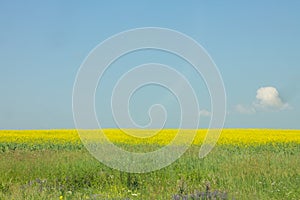 very beautiful field. rapeseed fields of the Krasnodar region