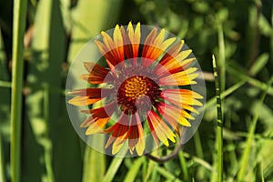 Very Beautiful flower gaillardia aristata in garden. Close-up gaillardia aristata