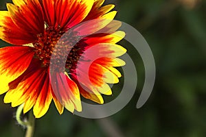 Very Beautiful flower gaillardia aristata in garden. Close-up gaillardia aristata