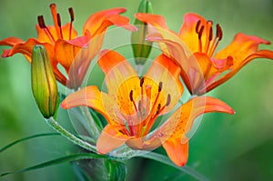 Very beautiful flower lily