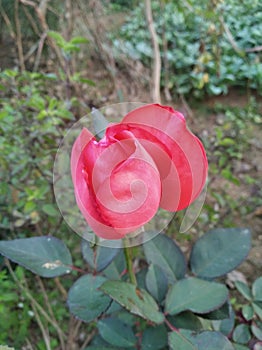 This is very beautiful flower  .Beautiful morning in INDIA.its a awesome rose. photo