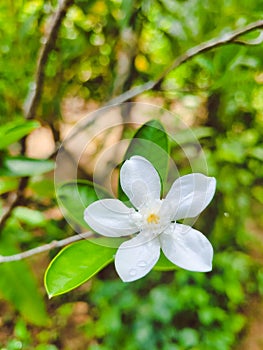 A very beautiful flower, Wrightia antidysenterica