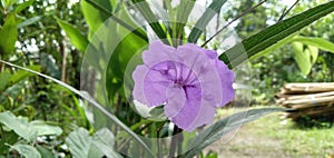 very beautiful and fresh little purple flower
