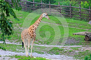 Very beautiful giraffe. Background with selective focus and copy space