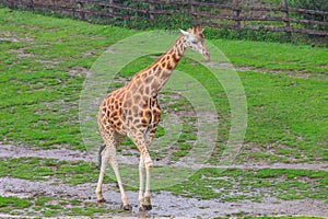 Very beautiful giraffe. Background with selective focus and copy space