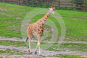 Very beautiful giraffe. Background with selective focus and copy space