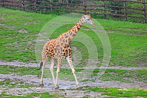 Very beautiful giraffe. Background with selective focus and copy space