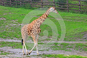 Very beautiful giraffe. Background with selective focus and copy space