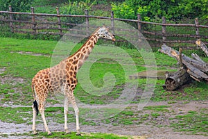 Very beautiful giraffe. Background with selective focus and copy space