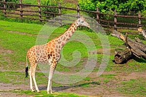 Very beautiful giraffe. Background with selective focus and copy space