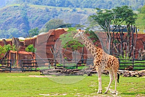 Very beautiful giraffe. Background with selective focus and copy space