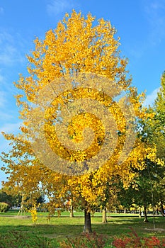 Very beautiful golden aspen