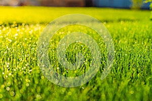 Very beautiful green saturated lawn in spring after watering in drops of water