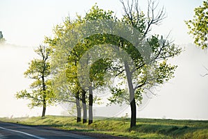 Very beautiful landscape with fog and green nature in the Republic of Moldova. Rural nature in Eastern Europe