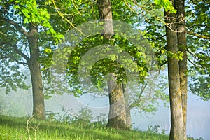 Very beautiful landscape with fog and green nature in the Republic of Moldova. Rural nature in Eastern Europe