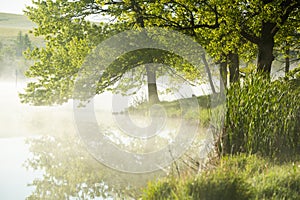 Very beautiful landscape with fog and green nature in the Republic of Moldova. Rural nature in Eastern Europe