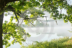 Very beautiful landscape with fog and green nature in the Republic of Moldova. Rural nature in Eastern Europe