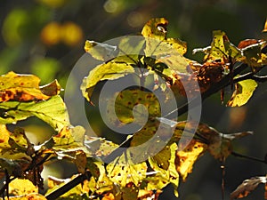 Very beautiful light through the leaves of beech in autumn