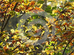 Very beautiful light through the leaves of beech in autumn