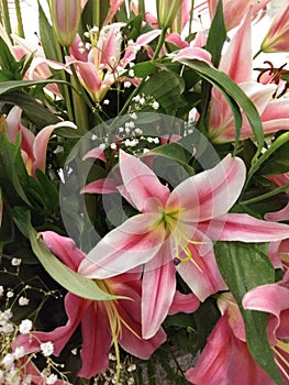 Very Beautiful lilly flower are blooming