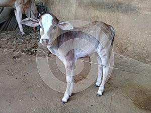 Very beautiful little calf of the cow