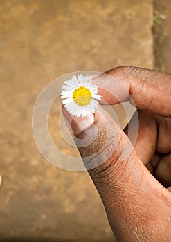 A very beautiful little flower in the hand