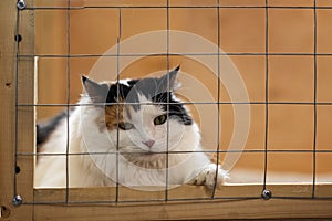 Very beautiful, but lonely sad fluffy cat, lying on cage in shelter and waiting for owner with home. Concept of humanity