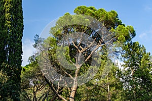 Very beautiful long green needles Italian Stone pine Pinus pinea, umbrella or parasol pine in Massandra landscape