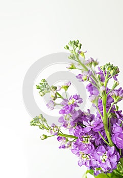 Very beautiful matthiola flowers, beautiful lavender color, bouquet on a white background, place for an inscription.