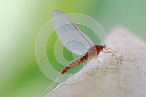 Very beautiful mayfly