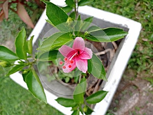 Very beautiful mini rose flower   plan in srilanka