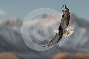 A very beautiful moment in nature. Great eagle in flight over high mountains. Blue sky in the background.