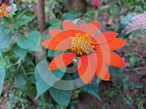 Very beautiful orange colour flower