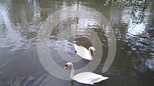 Very beautiful pair of white beautiful swans on the lake