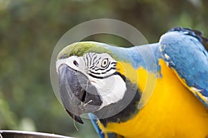 Very beautiful parrot