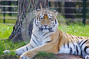 Very beautiful photo of a tiger lying in the grass