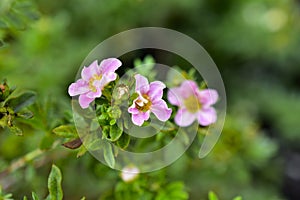 Very beautiful pink flowers of the Potentilla shrub