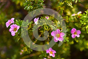 Very beautiful pink flowers of the Potentilla shrub