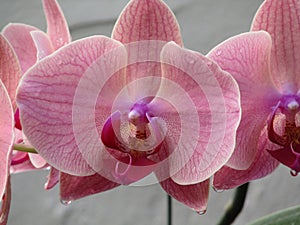 very beautiful pink orchids