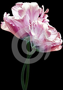 Very beautiful pink and purple  tulips. Flowers on  black isolated background.  Closeup.   Buds of a tulips on a green stalk.