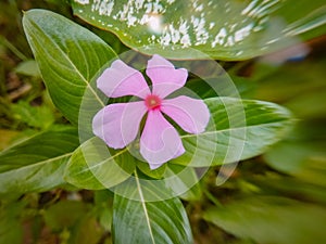 a very beautiful pink tapak dara ornamental plant